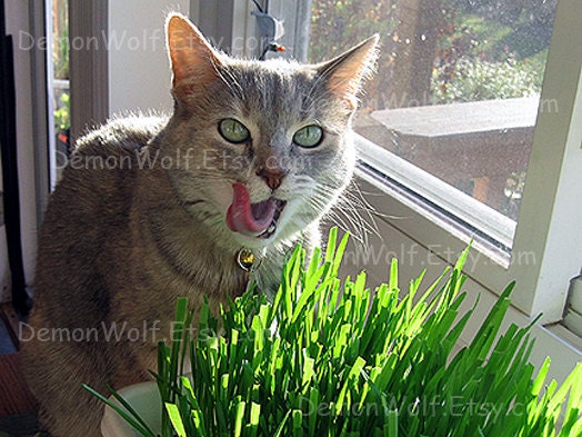 Premium Wheat Cat Grass Seeds ( 1 pound bag ) around 16,000 seeds - DemonWolf