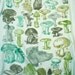 Mushrooms Of the World Women's Seafoam Graphic Tee Shirt