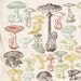 Mushrooms Tee Vintage Science Tshirt MENS Creme