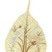 LOVE Birds. Unique Valentine Gift. No two leaf or leaf art looks exactly alike. Gifts under 10 COLLECTIBLE art
