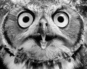 Owl Print, Amazing Eyes, owl Art