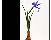 Iris Flower Art Still Life Art
