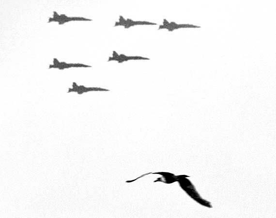 Seagull and Fighter Jets, Air Show, Humor