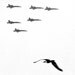 Seagull and Fighter Jets, Air Show, Humor