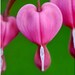 Bleeding Heart, Heart Shaped Flower Photo