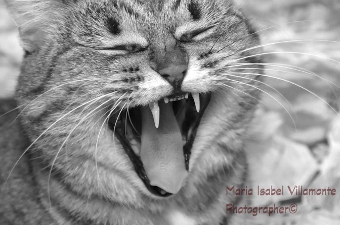 8 X 10 My sweet Mafalda  cat Fine Art Photography Animal Lovers wall decor home decor