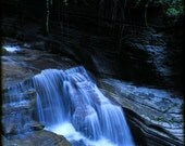 Water Life - Fine Art Photograph - 5 foot wall print