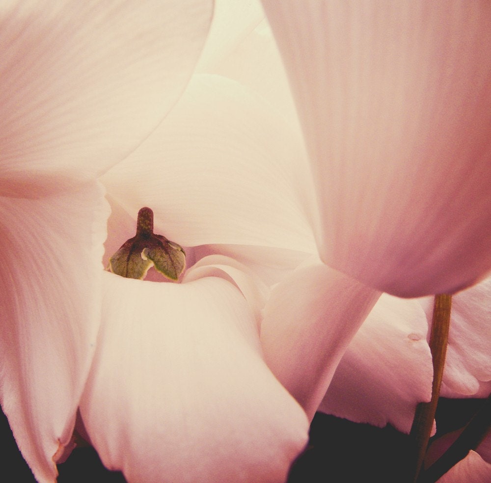Romance Petals  - Fine Art Photograph - 4 foot wall print