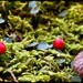 Tiny Forest - Fine Art Photograph - 3 foot wall print