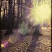Wild Light - Fine Art Photograph - 5 foot wall print