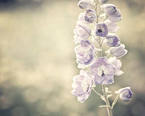 Mothers Day Easter Spring shabby chic romantic light purple pale flowers gold golden faded women decor for her lilac - Fine Art Photography