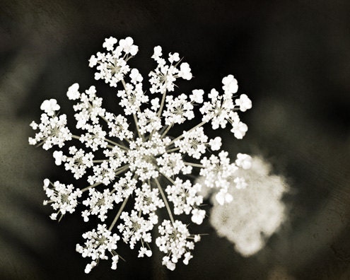 Winter white under 25 lace women ice snow cream romantic love elegant dark black - 8x10 Fine Art Photography Print