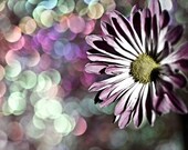 Nature Photography macro flower daisy plum purple yellow mustard circles home decor fun party cute romantic for her - 8x10 Fine Art Print