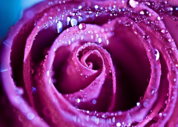 Valentines Day Photograph Romantic love pink under 25 purple water drops rain soft flower rose decor for her colorful - Fine Art Photograph