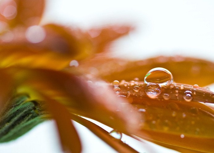 Flower Photograph - Spring Autumn Fall orange rain water drops - Rain Drops - 5x7 Fine Art Photography Print