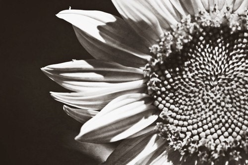 Black white under 25 for her women silver romantic grey gray winter dark love elegant soft flower sunflower - Fine Art Photography Print