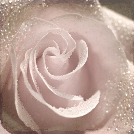 Flower shabby chic romantic pale faded rain water drops rose light pink texture photograph - In Love Again - 8x8 Fine Art Photography Print
