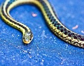 Fathers Day Photography Dad Snake autumn fall dude men boy children under 25 camping vivid green blue black creepy cool - Fine Art Photo