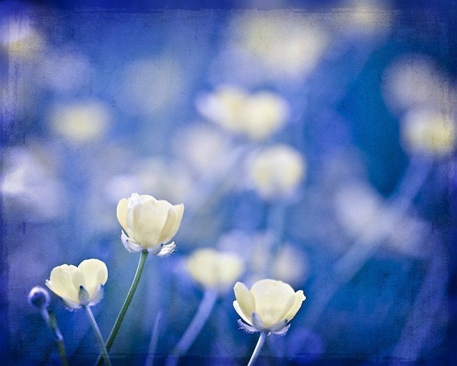 Mothers Day Spring flowers cobalt blue yellow citrine women for her buttercups romantic - Happy Friday - 8x10 Fine Art Print