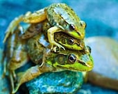 Ready to Ship Fathers Day Photography Dad Summer Frog under 10 green funny humor for him men dude children blue - ACEO - Fine Art Print
