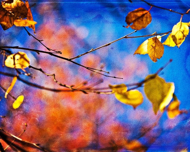 Fall Autumn harvest under 50 gold golden orange cobalt blue yellow texture colorful leaves women - Fine Art Photography Print