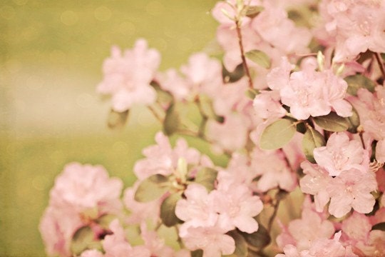 Pink Photo flowers blooms blossoms for her women romantic light green spring summer soft photography photograph - 8x12 Fine Art Print