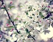35% off SALE Spring blossoms soft blooms summer romantic women elegant love white green pink bright pale faded - Fine Art Photography Print