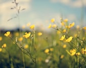 Summer Photography nature, citrine yellow buttercups, flowers, green, blue, romantic, soft, field, home decor - Fine Art Photography Print