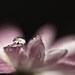 Pink romantic water drops rain black white soft flower daisy elegant love photograph - The Daisy - 8x10 Fine Art Photography Print