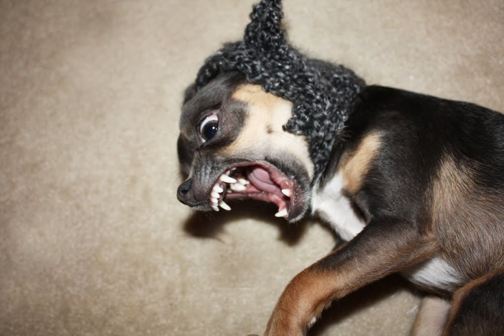 Dog Hat - Wolf Dog Hat - Pet Hat - Pet Hood - Gray Hat - Costume