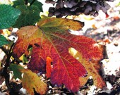 Autumn Leaf 5x7 color ditial photography