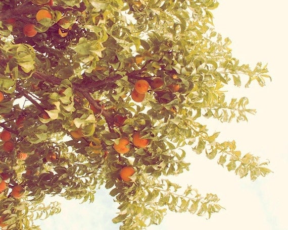Peachy, peach, nature, fruit, pastel orange, green, tree, summer, sweet, print, picture, fine art photograph 8"x10"