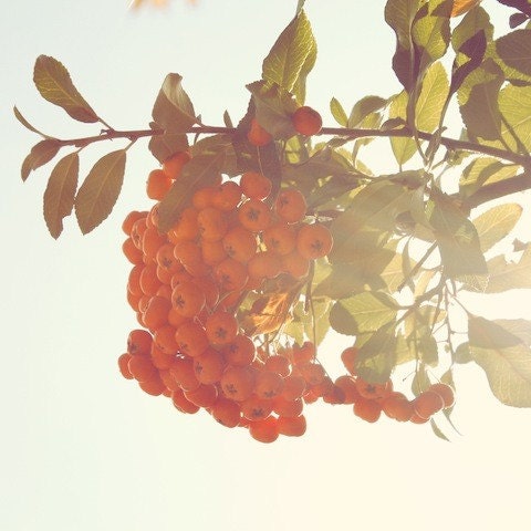 Orange print, berries, nature, tree, summer, sunlight photograph, minty, leaves, natural, pastel colors, fine art photograph 5"x5"