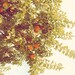 Peachy, peach, nature, fruit, pastel orange, green, tree, summer, sweet, print, picture, fine art photograph 8"x10"