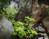 stones and succulents - a 5x7 fine art photograph, currently in stock