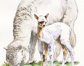 ALPACA & CRIA Original Watercolor on Ink Print Matted 11x14 Ready to Frame