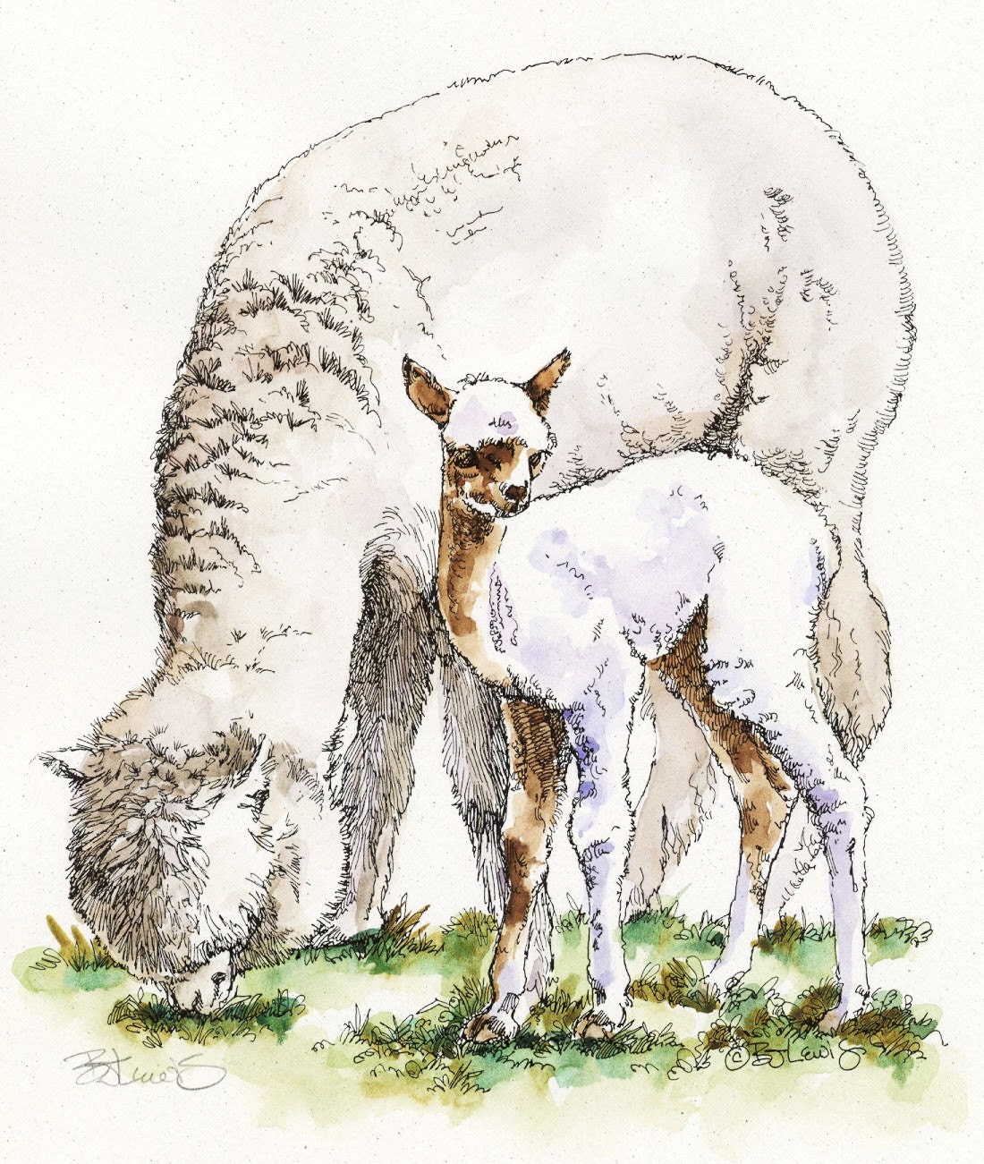 ALPACA & CRIA Original Watercolor on Ink Print Matted 11x14 Ready to Frame