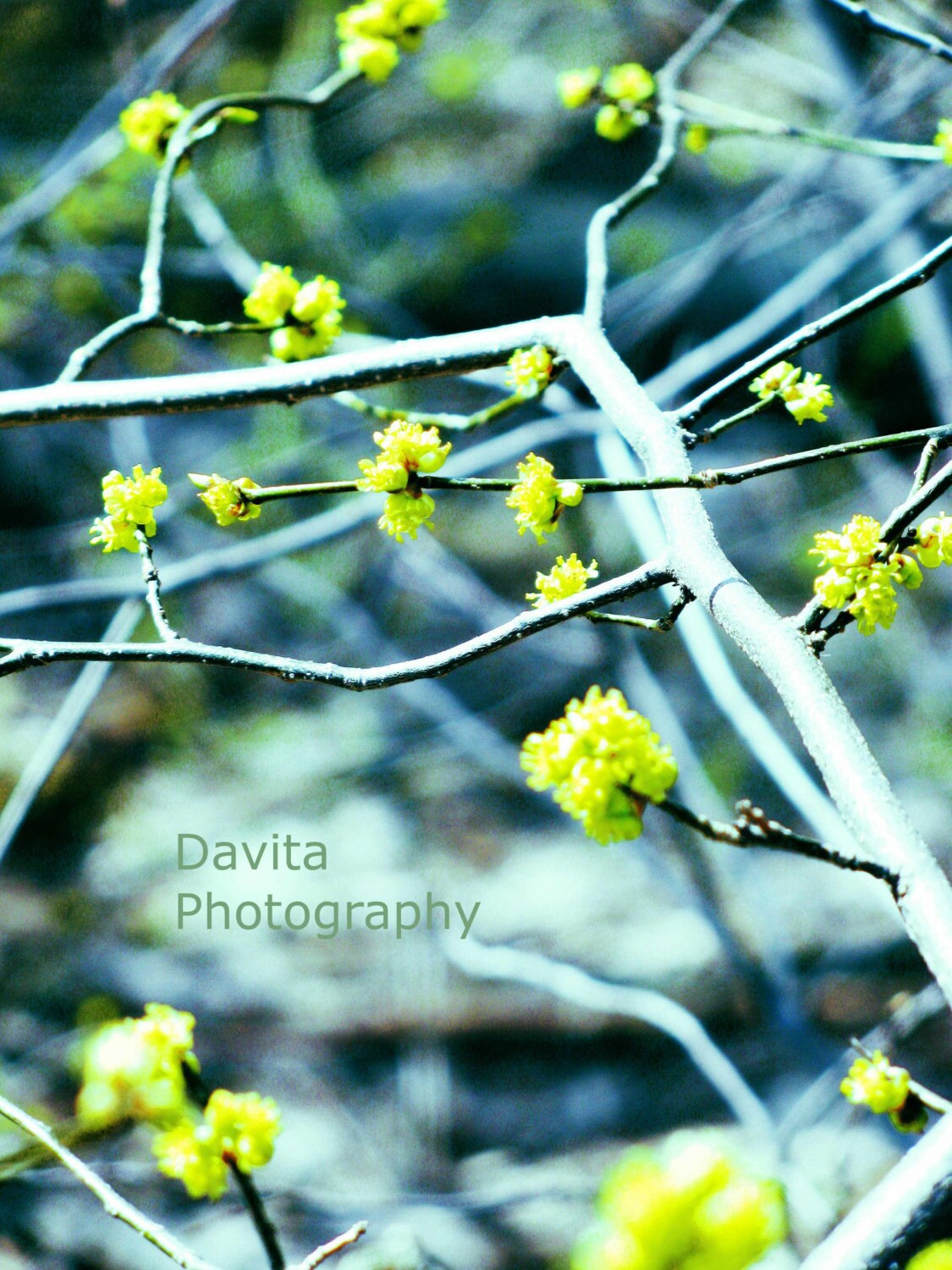 spring budding