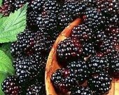 Berry Juice- Q 10 antiaging serum sample