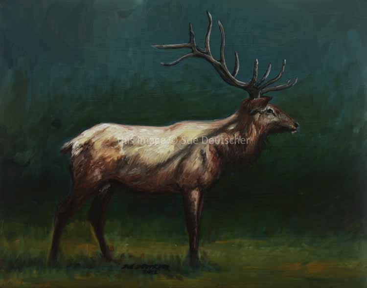 Elk - 8x10 print