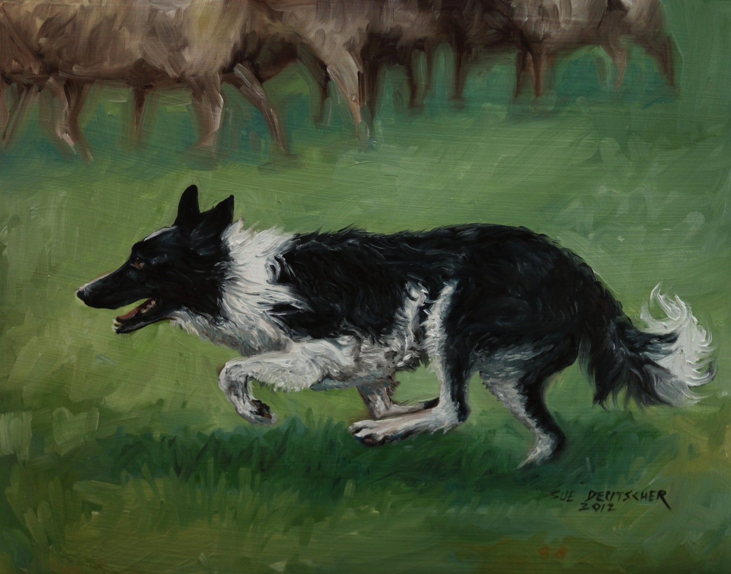 Border Collie Herding Sheep (Duncan) - 8x10 print