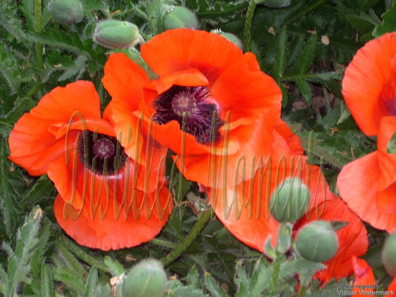 Poppies - 5x7