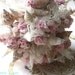 Romantic Empress Augusta Seashell Bridal Bouquet, Boutonnierre and Hairpiece IN STOCK