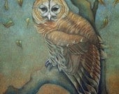 Barred Owl in Tree