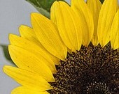 Fine Art Print titled Mellow Yellow