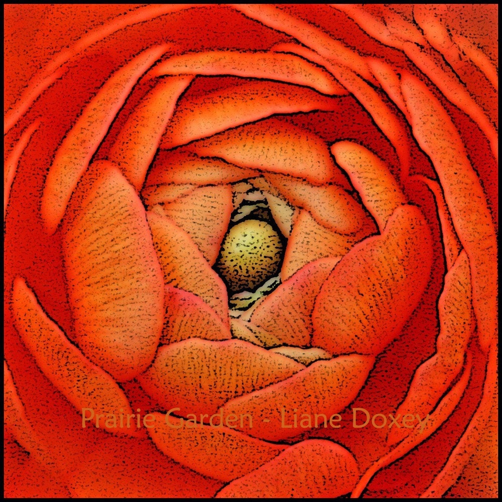 Apricot Ranunculus Fine Art Print