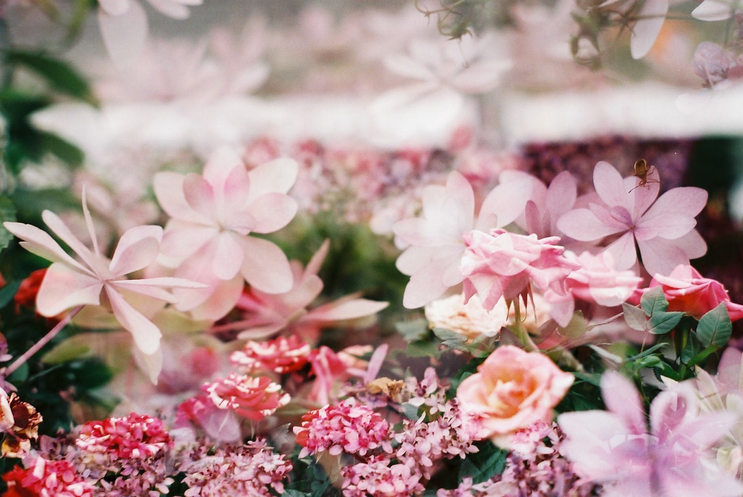 photographic print, in the greenhouse 1, 4 x 6"