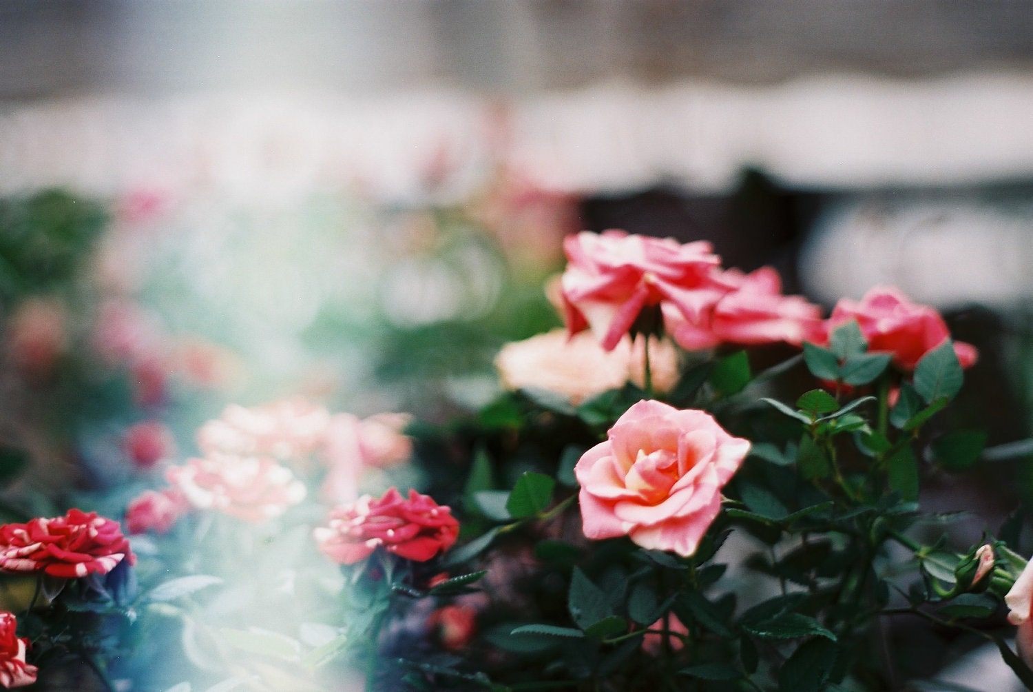 photographic print, in the greenhouse 2, 4 x 6"