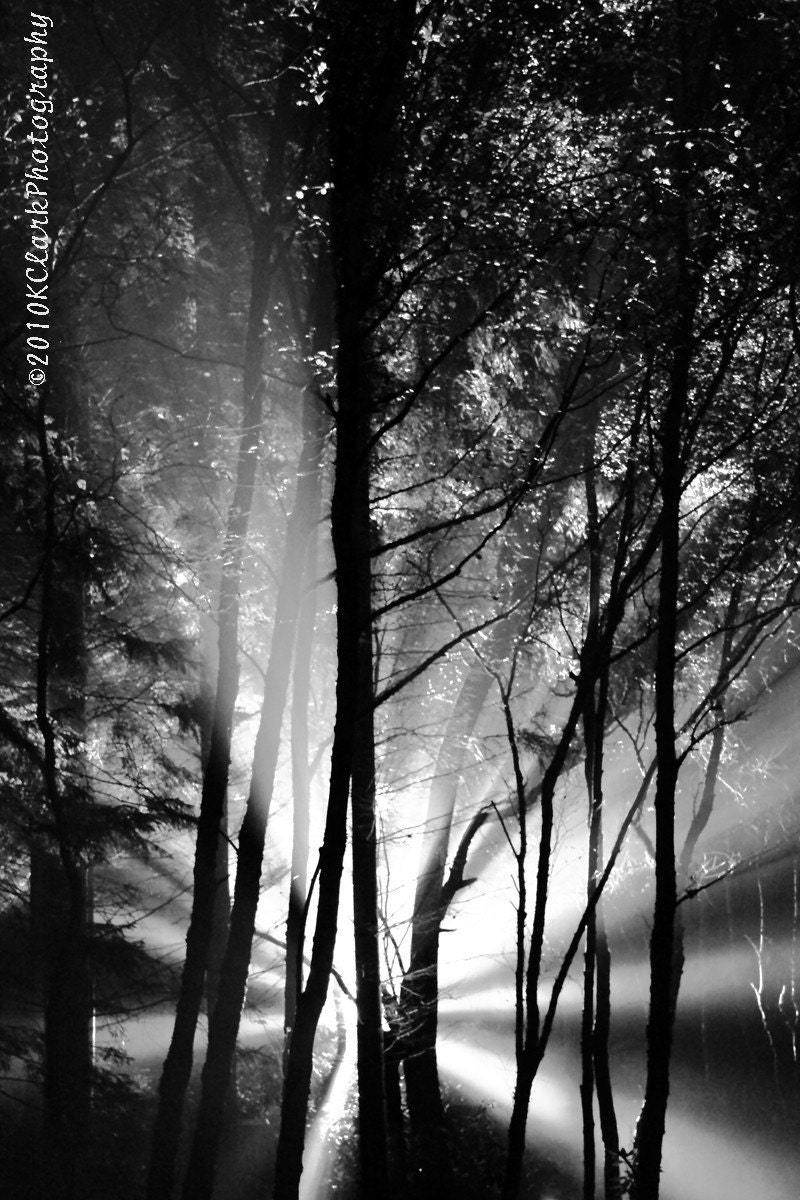 Photography Black and White Landscape Alien abduction scary woods dramatic theatrical decor sci fi spooky monster Home Decor - KClarkPhotography
