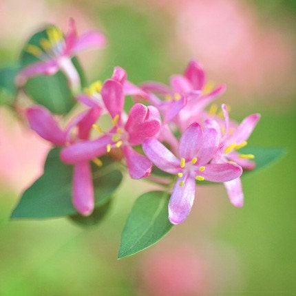 Honeysuckle Morning - Fine Art Flower Photograph - Tiny Pink Blooms